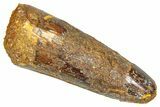 Fossil Spinosaurus Tooth - Real Dinosaur Tooth #366463-1